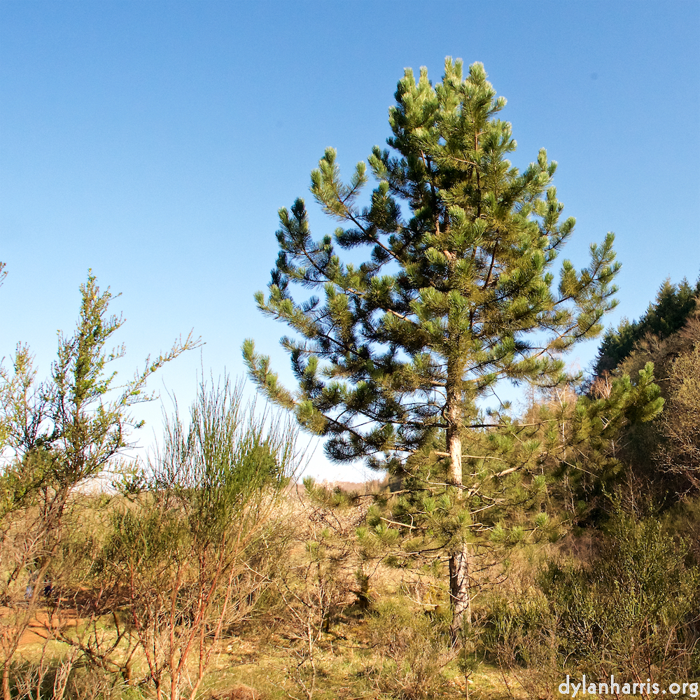 image: Image 'terres rouges (xiii) 1'