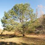 image: Image from the photoset ‘
terres rouges (xiii)
’.