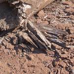 image: Image from the photoset ‘
terres rouges (xiv)
’.