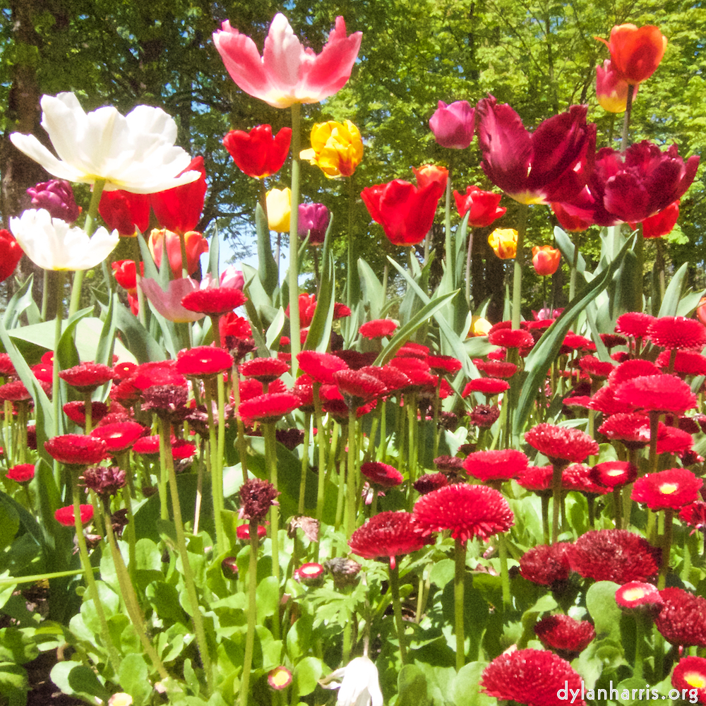 Image 'flower (iii) 1'.