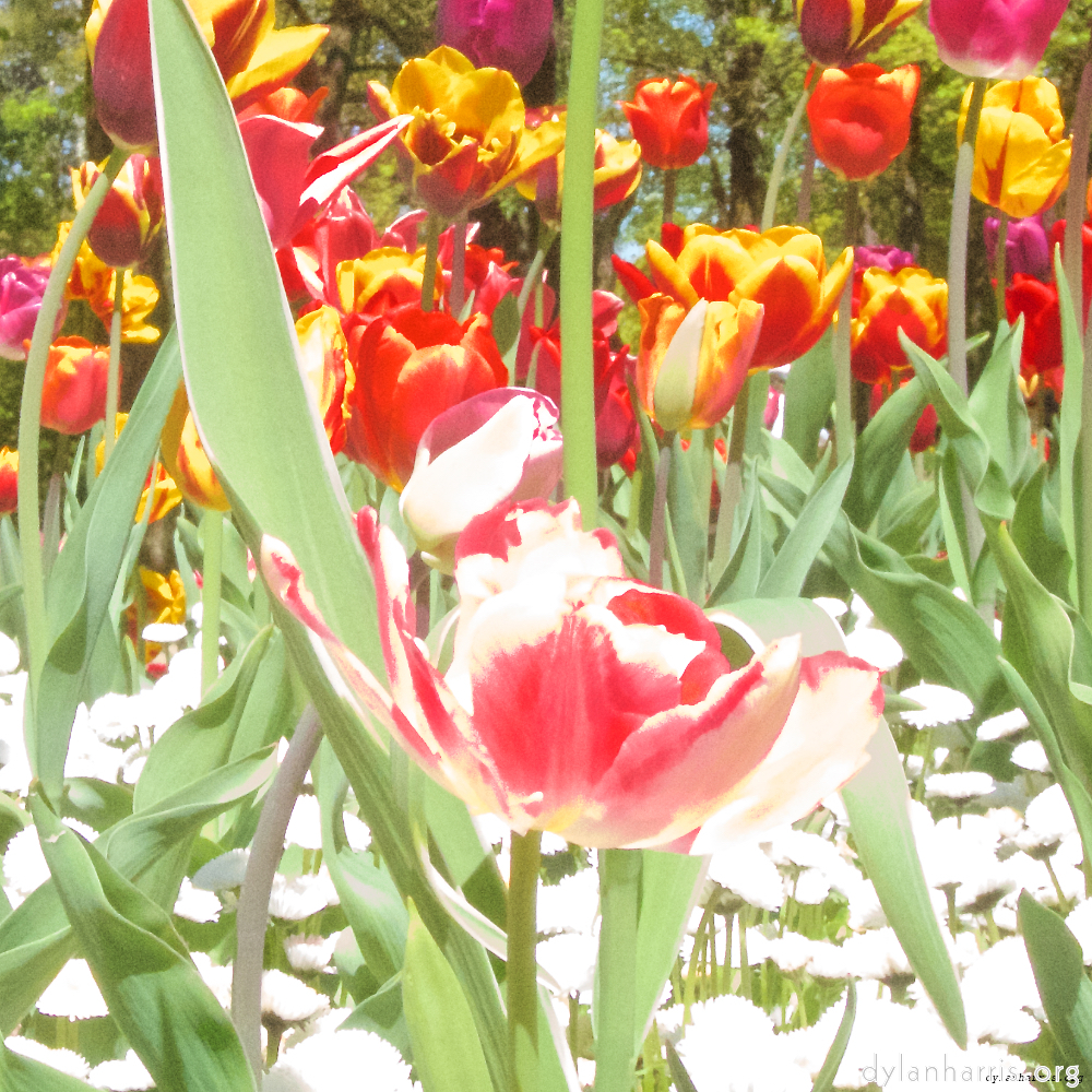 Image 'flower (iii) 3'.