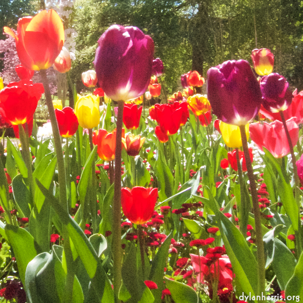 Image 'flower (iii) 5'.