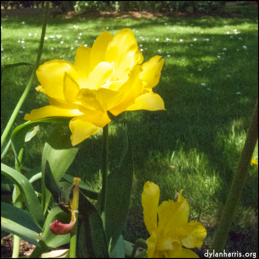 Image 'flower (iii) 6'.