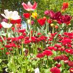 image: Image from the photoset ‘
escher blummen (iii)
’.