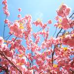 image: Image from the photoset ‘
escher blummen (iii)
’.