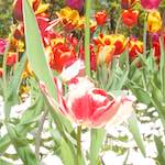 image: Image from the photoset ‘
escher blummen (iii)
’.