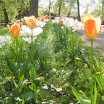 image: Image from the photoset ‘
escher blummen (iii)
’.