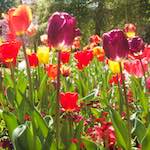 image: Image from the photoset ‘
escher blummen (iii)
’.