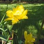 image: Image from the photoset ‘
escher blummen (iii)
’.