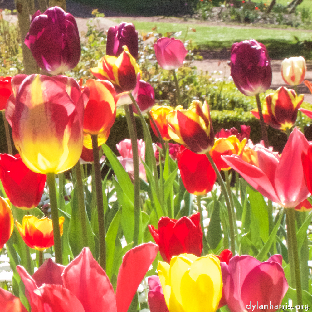 Image 'flower (iv) 1'.