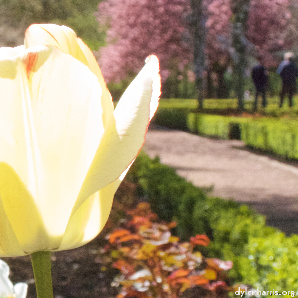 Image 'flower (iv) 2'.