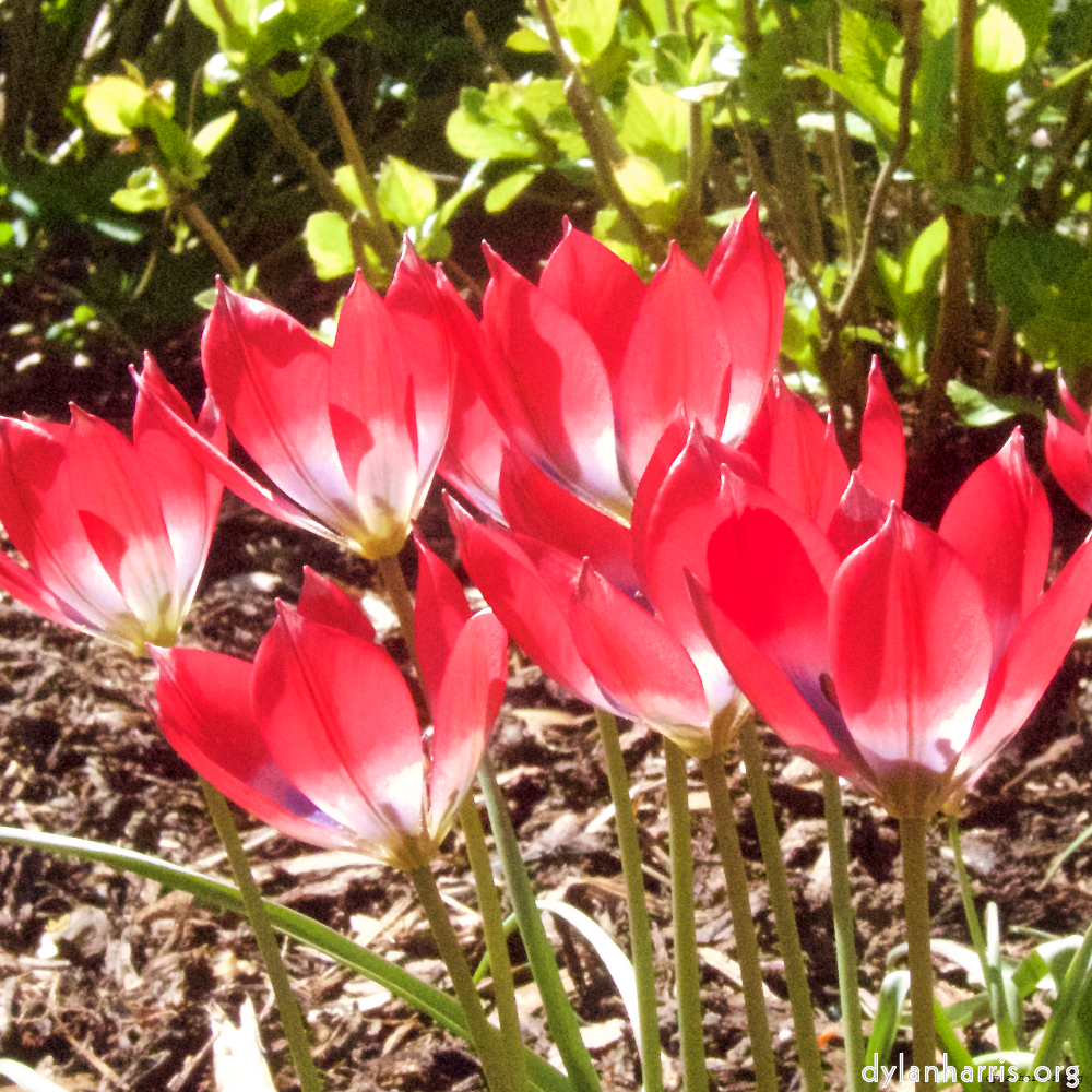 Image: Image 'escher blummen (iv) 3'.