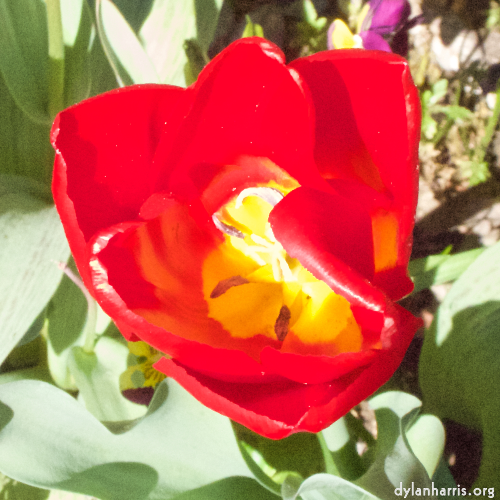 Image: Image 'escher blummen (iv) 4'.