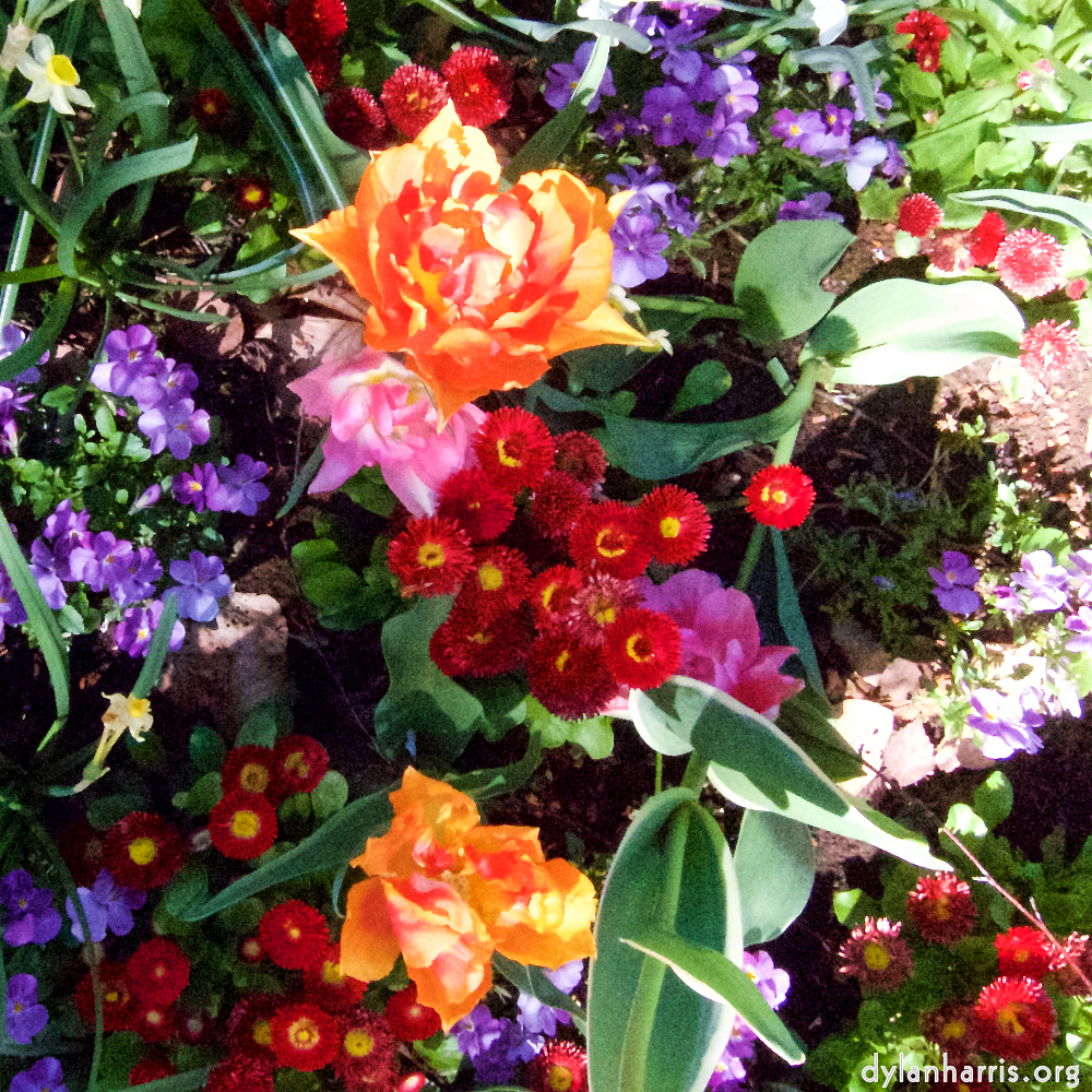 Image 'flower (iv) 5'.