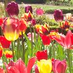 Image: First image from the photoset 'escher blummen (iv)'.