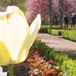 Image: Second image from the photoset 'escher blummen (iv)'.