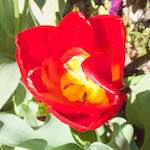 Image: Fourth image from the photoset 'escher blummen (iv)'.