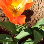 Image: Sixth image from the photoset 'escher blummen (iv)'.