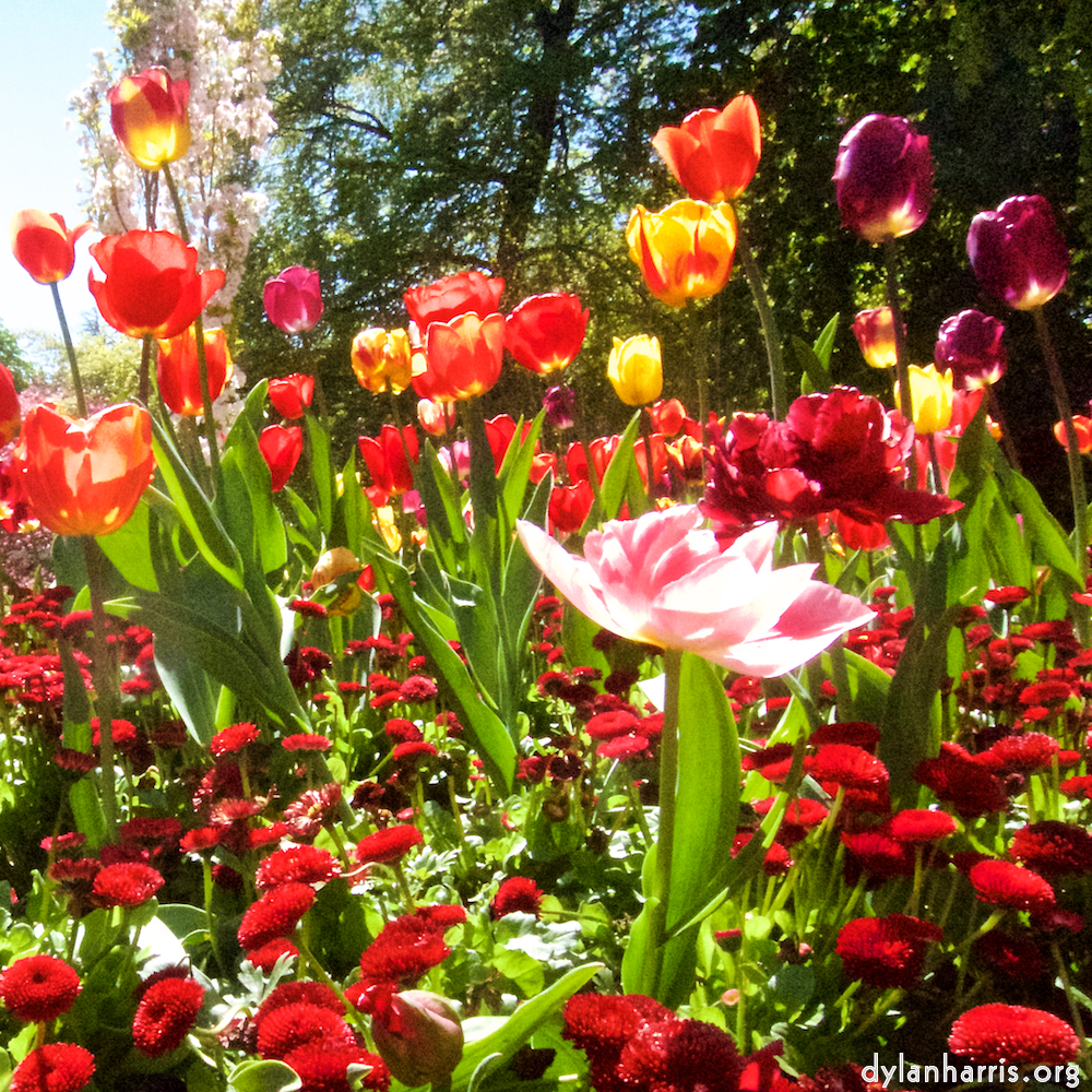 Image: Image 'escher blummen (v) 1'.