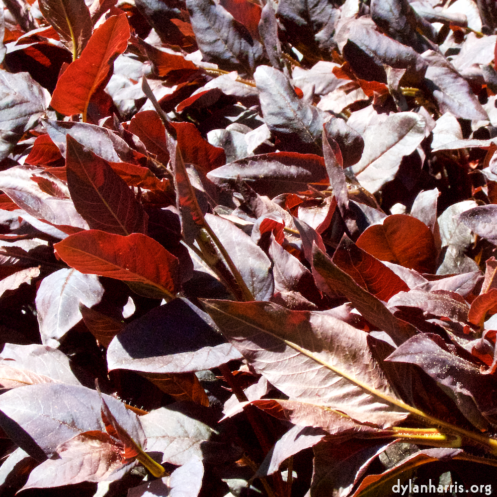 Image: Image 'escher blummen (v) 2'.