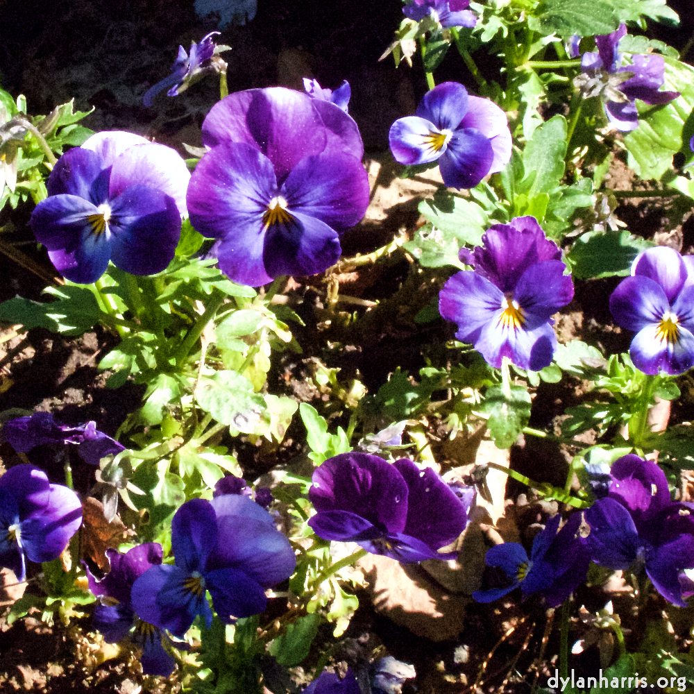 Image: Image 'escher blummen (v) 4'.