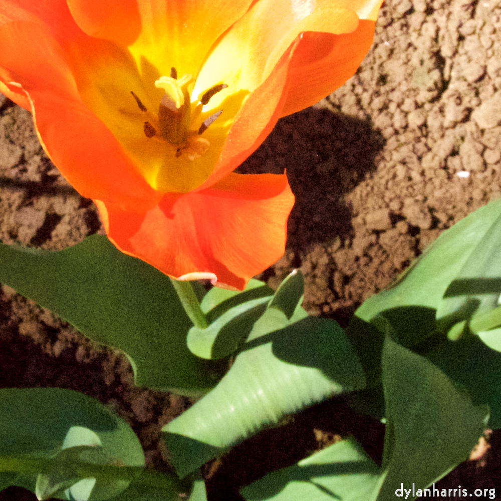 image: Voici ‘fleurs d’esch (v) 6’.