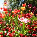 Image: First image from the photoset 'escher blummen (v)'.