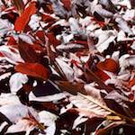 Image: Second image from the photoset 'escher blummen (v)'.