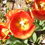 Image: Third image from the photoset 'escher blummen (v)'.