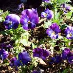 Image: Fourth image from the photoset 'escher blummen (v)'.