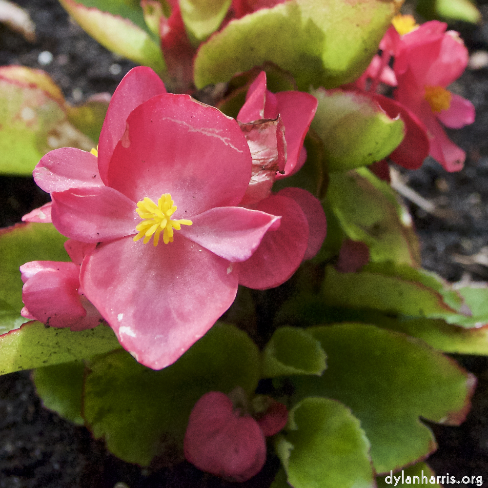 Image: Image 'escher blummen (lxi) 3'.