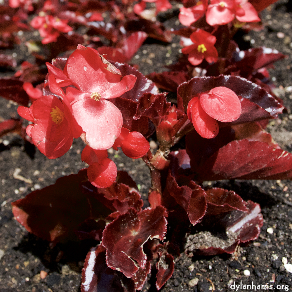 Image: Image 'escher blummen (lxi) 5'.