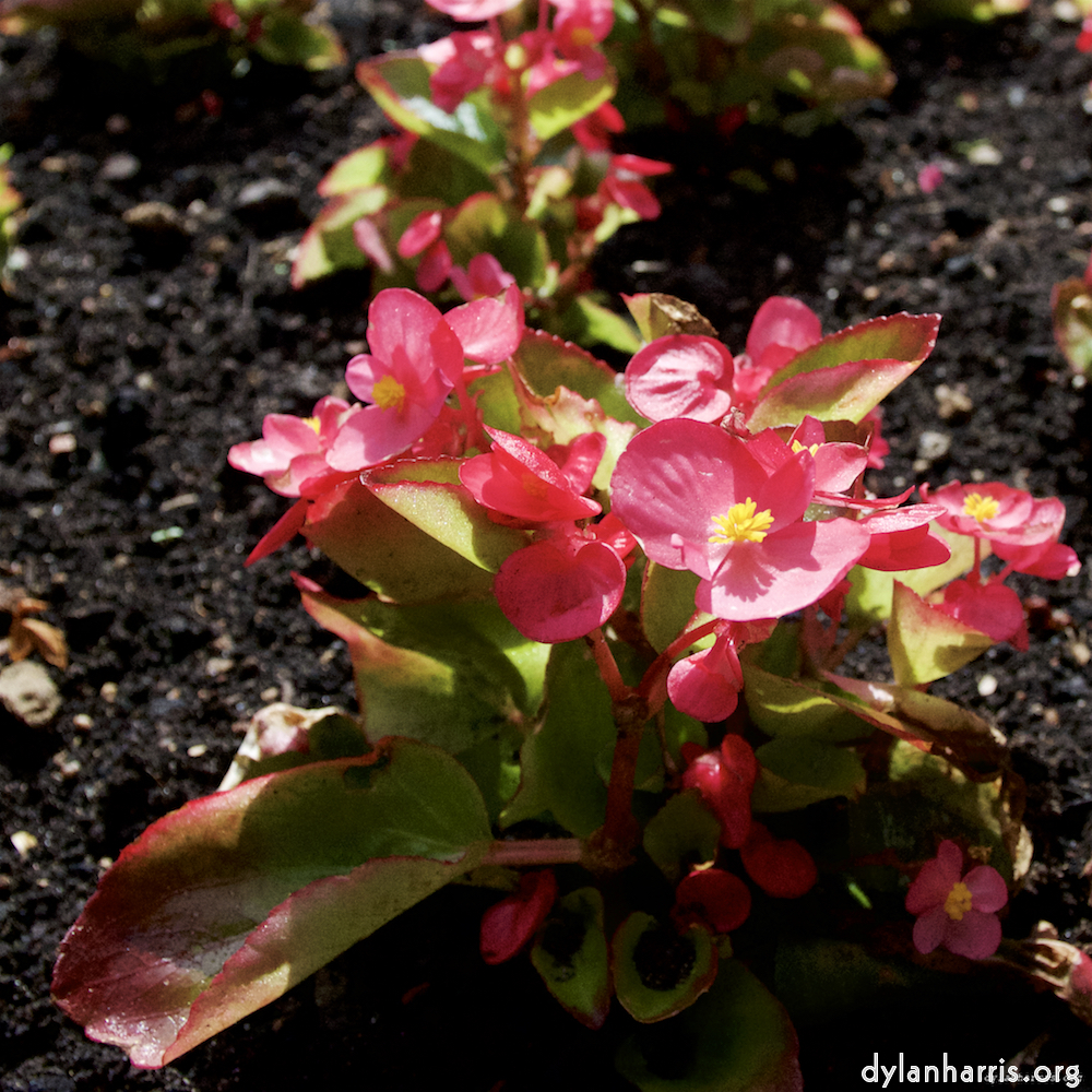 Image: Image 'escher blummen (lxi) 6'.