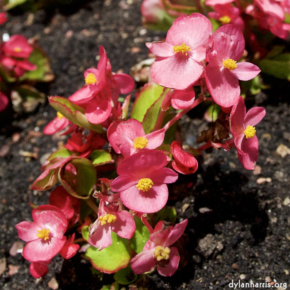 Image: Image 'escher blummen (lxi) 7'.