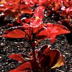 Image: Second image from the photoset 'escher blummen (lxi)'.