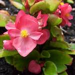 Image: Third image from the photoset 'escher blummen (lxi)'.