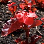 Image: Fourth image from the photoset 'escher blummen (lxi)'.