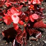 Image: Fifth image from the photoset 'escher blummen (lxi)'.