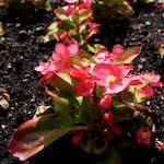 Image: Sixth image from the photoset 'escher blummen (lxi)'.