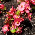 Image: Seventh image from the photoset 'escher blummen (lxi)'.