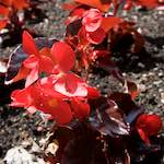 Image: Eighth image from the photoset 'escher blummen (lxi)'.