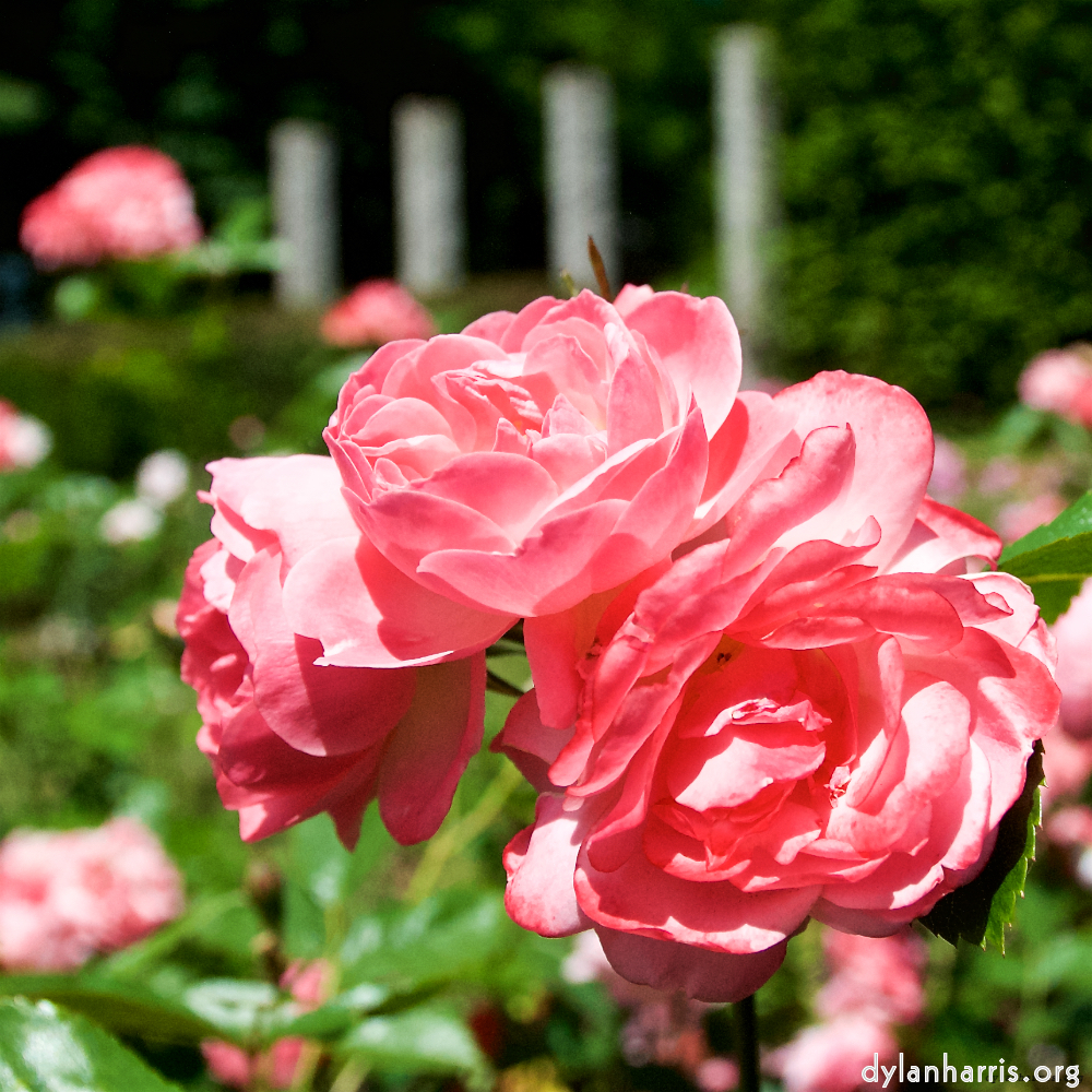 Image: Image 'escher blummen (lxii) 3'.