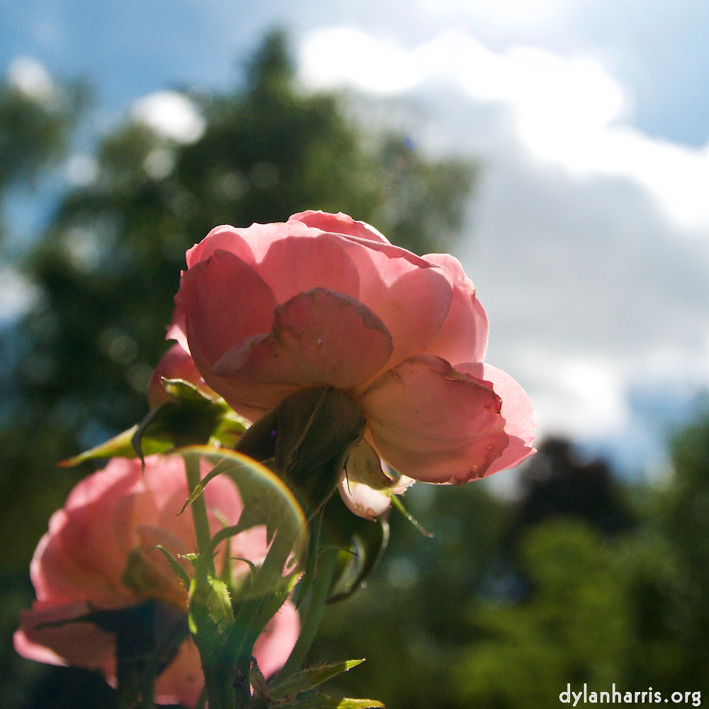 Image: Image 'escher blummen (lxii) 4'.