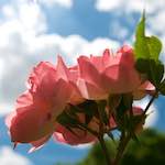 Image: Second image from the photoset 'escher blummen (lxii)'.