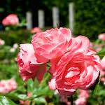 Image: Third image from the photoset 'escher blummen (lxii)'.