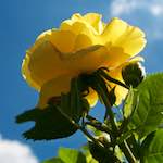 Image: Fifth image from the photoset 'escher blummen (lxii)'.