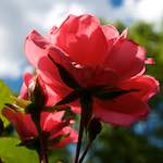 Image: Seventh image from the photoset 'escher blummen (lxii)'.