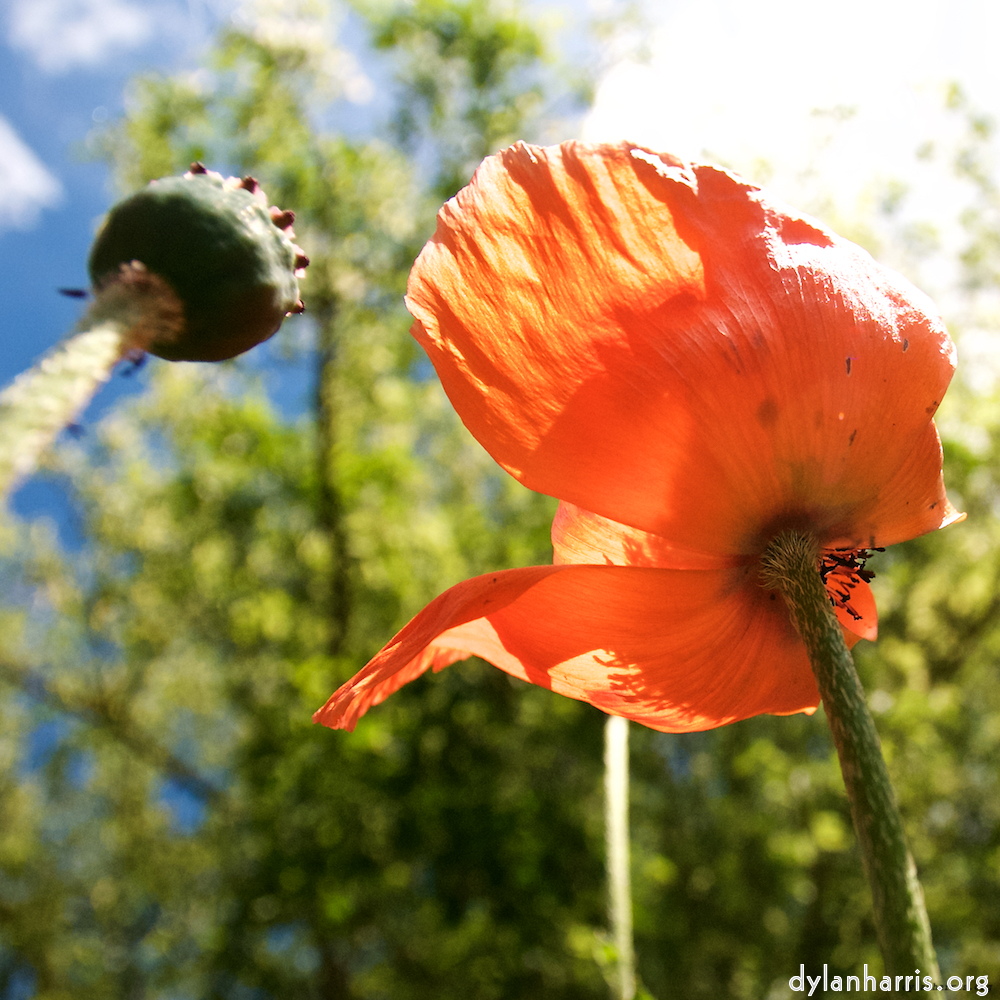 Image: Image 'escher blummen (lxiii) 1'.