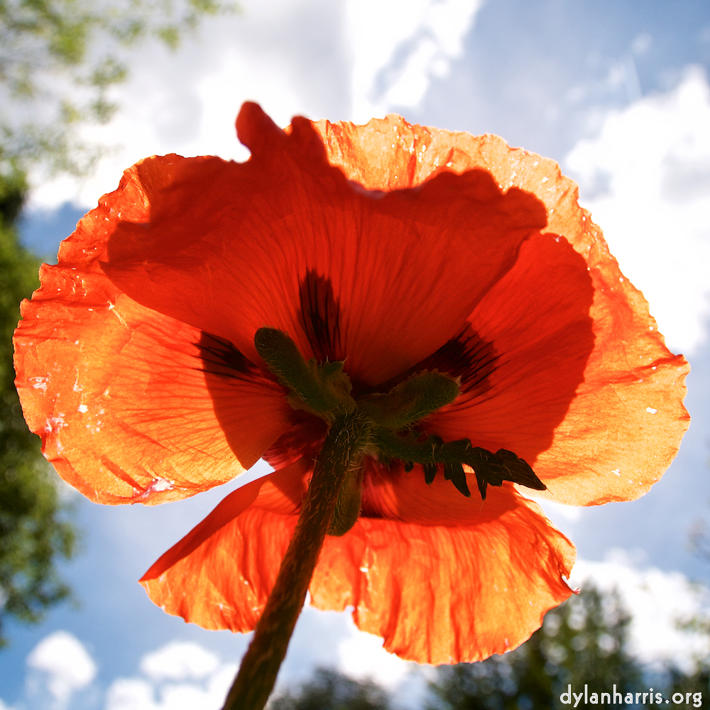 Image: Image 'escher blummen (lxiii) 2'.