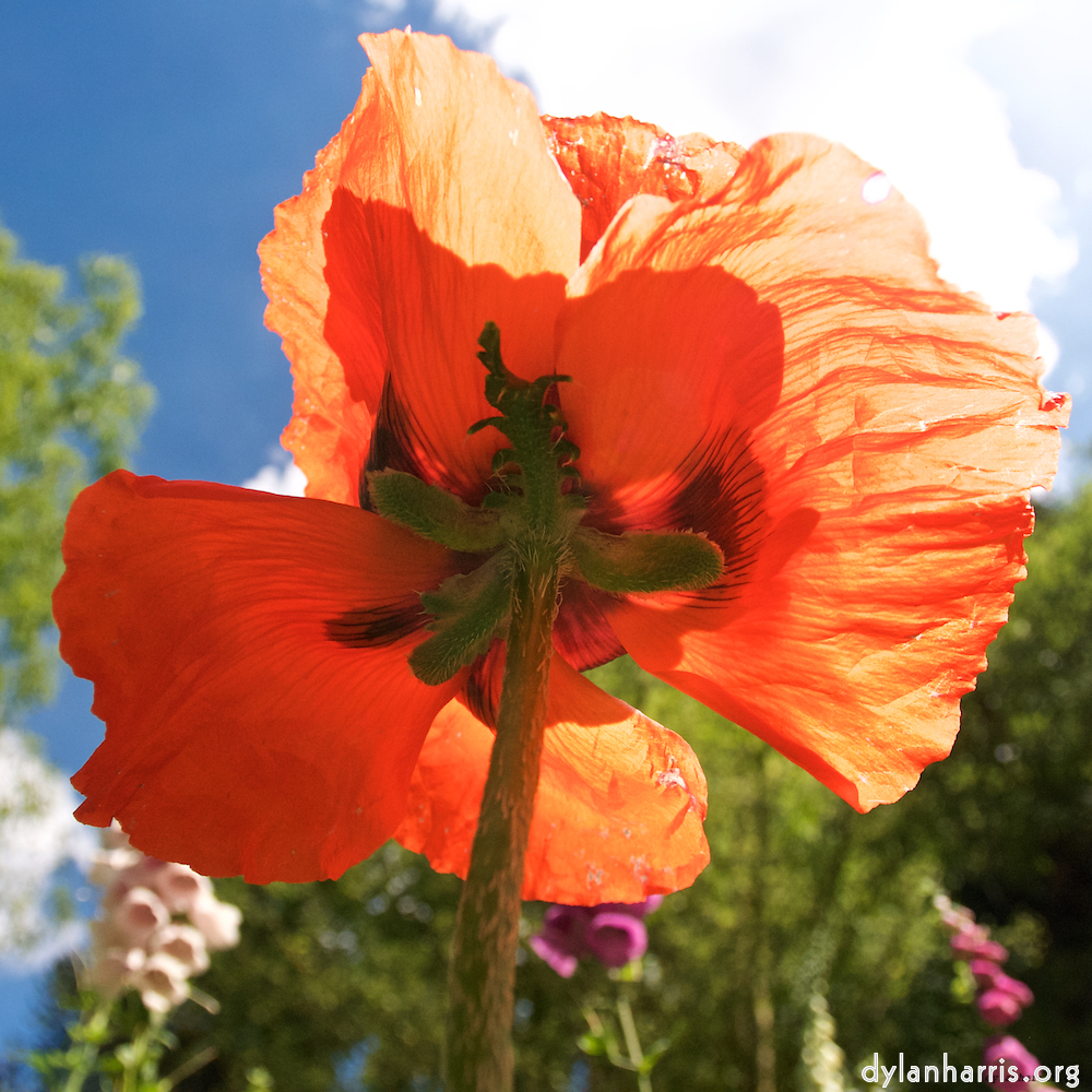 Image: Image 'escher blummen (lxiii) 3'.